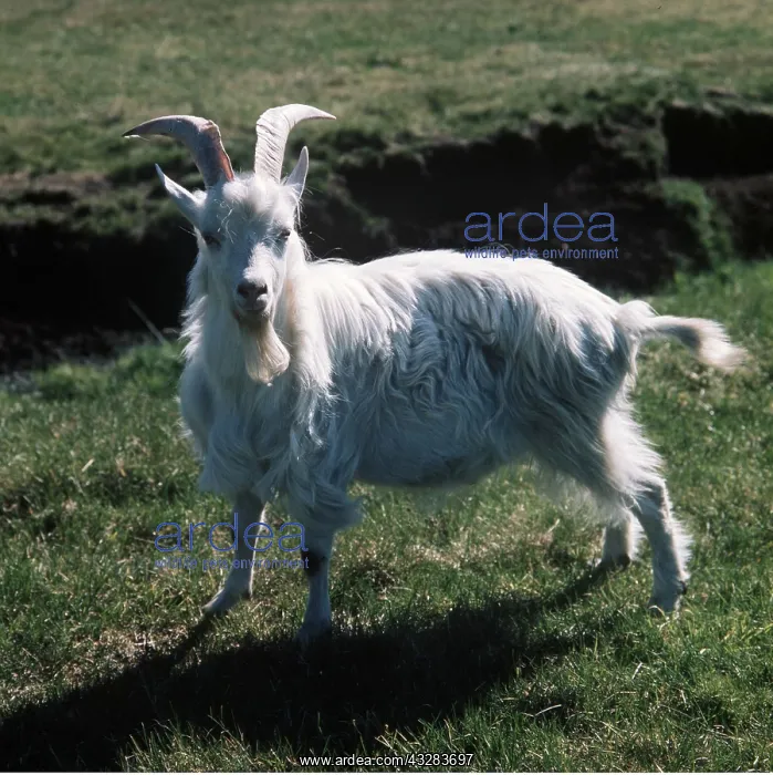 : Common Swedish GOAT - Billy goat standing : Common Swedish GOAT - Billy goat standing