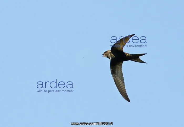 : Common Swift (Apus apus) capturing a mosquito in : Common Swift (Apus apus) capturing a mosquito in