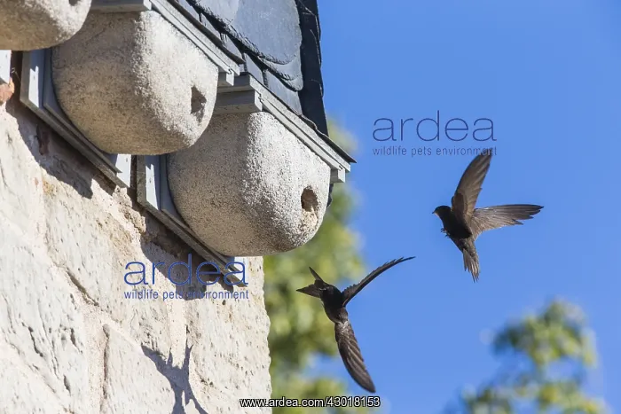  : Common Swift - bird in front of artificial nesting