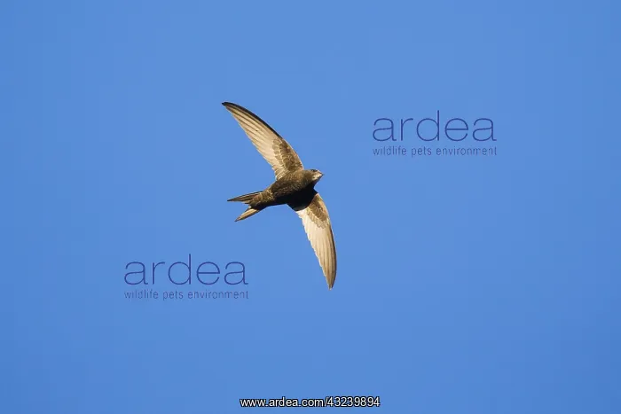 : Common Swift - bird in flight, hunting for insects : Common Swift - bird in flight, hunting for insects