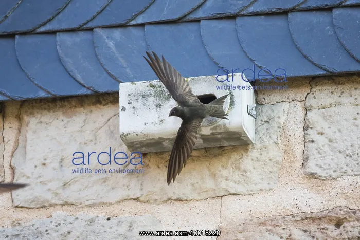 : Common Swift - bird flying in front of artificial : Common Swift - bird flying in front of artificial