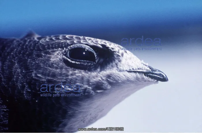  : Common SWIFT - close-up of head