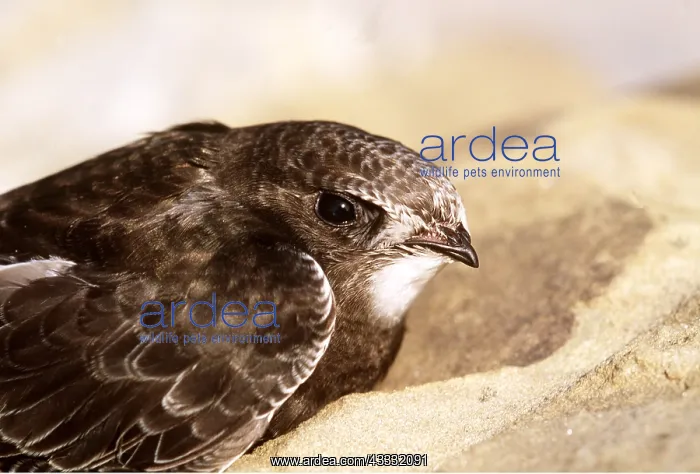 : Common SWIFT - close-up of head : Common SWIFT - close-up of head