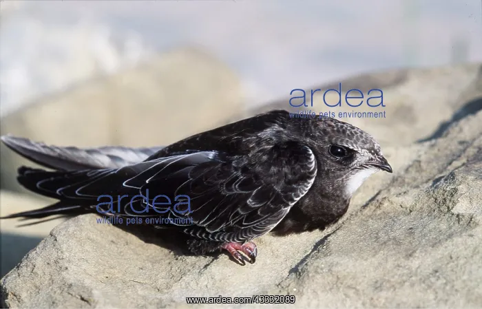 : Common SWIFT - close-up on rock : Common SWIFT - close-up on rock