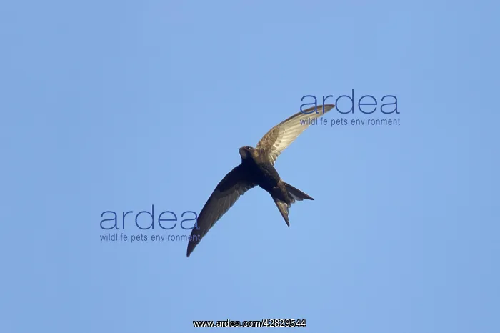 : Common Swift - In flight : Common Swift - In flight
