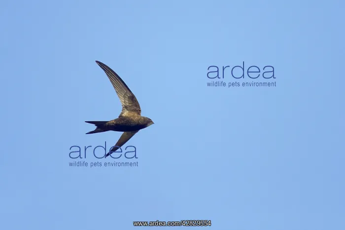 : Common Swift - In flight : Common Swift - In flight