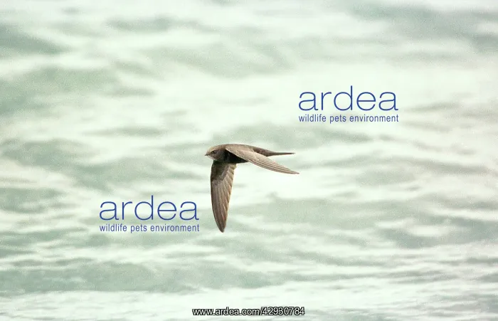 : Common SWIFT - IN FLIGHT : Common SWIFT - IN FLIGHT