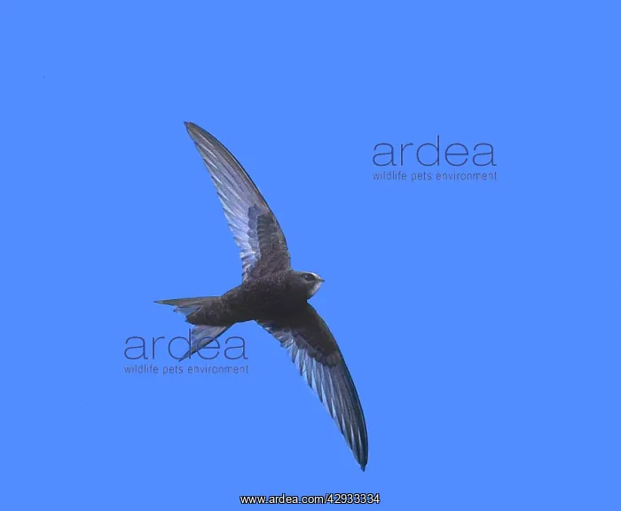 : Common SWIFT - In Flight : Common SWIFT - In Flight