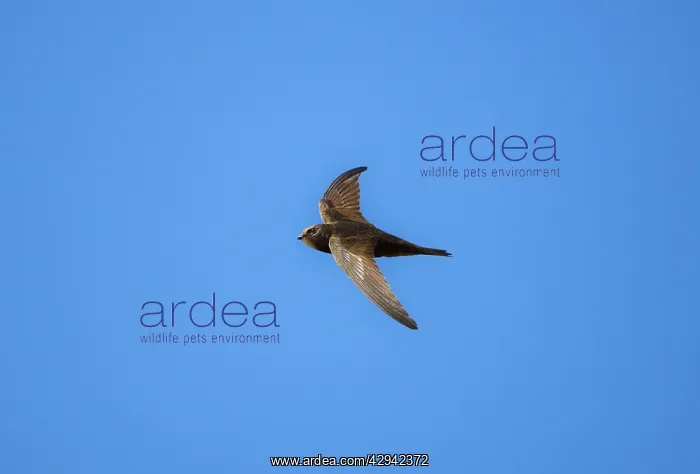 : Common Swift in flight : Common Swift in flight
