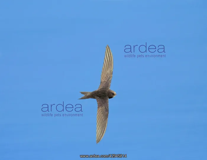  : Common SWIFT - In Flight