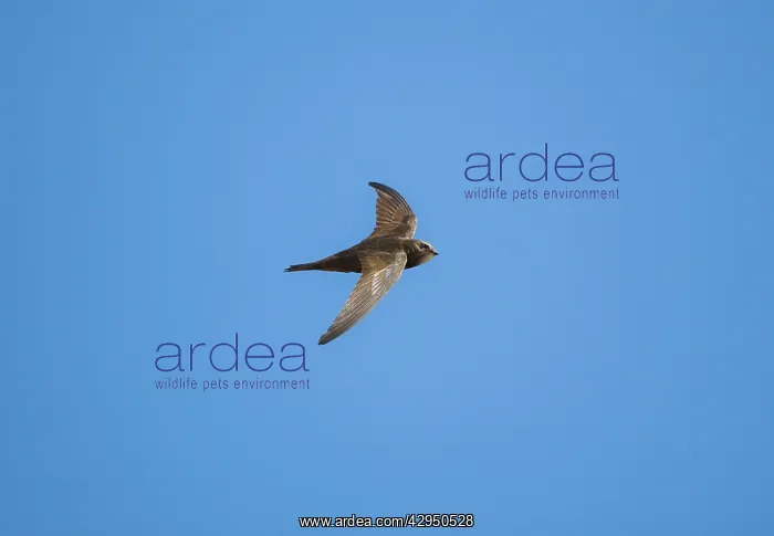 : Common Swift - in flight : Common Swift - in flight