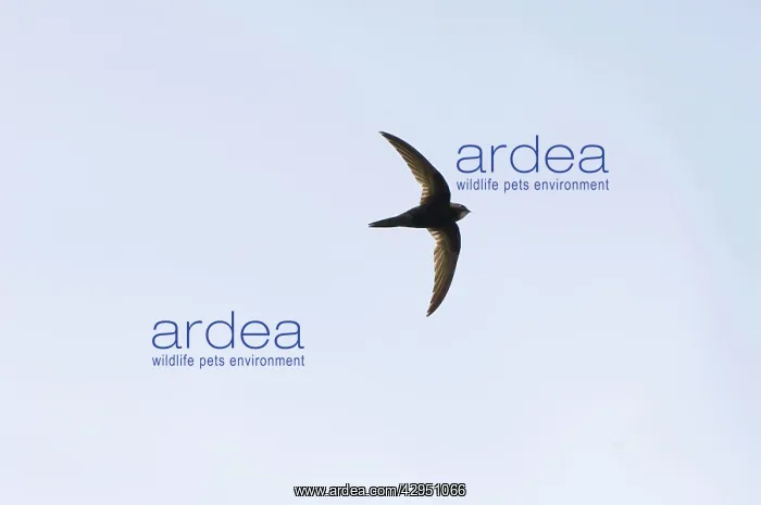: Common Swift - in flight : Common Swift - in flight