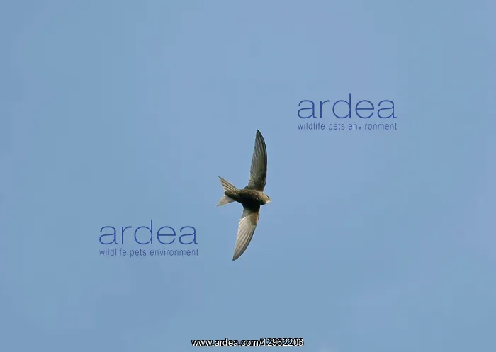 : Common Swift - in flight : Common Swift - in flight