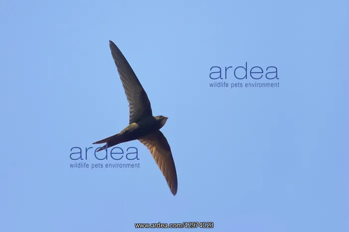 : Common Swift - In flight : Common Swift - In flight