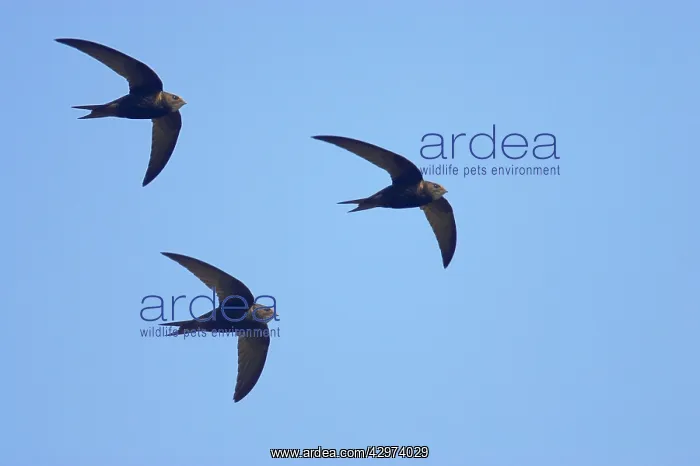 : Common Swift - In flight : Common Swift - In flight