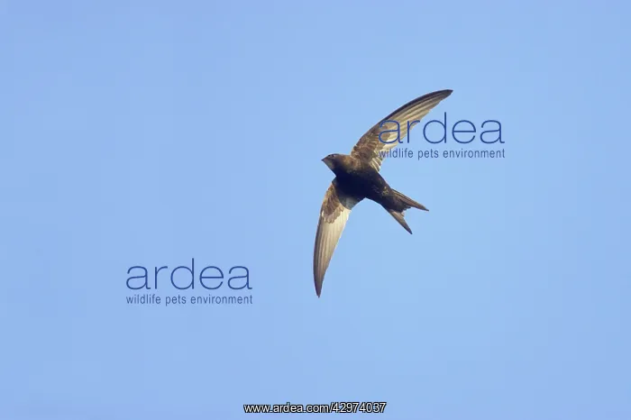 : Common Swift - In flight : Common Swift - In flight