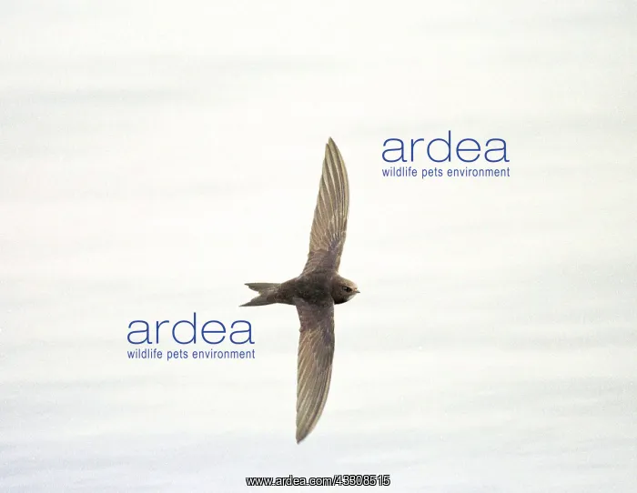 : Common SWIFT - in flight : Common SWIFT - in flight