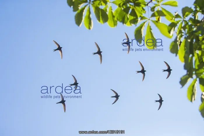 : Common Swift - flock flying in formation over breeding : Common Swift - flock flying in formation over breeding