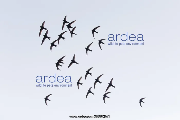 : Common Swift - flock flying in formation over breeding : Common Swift - flock flying in formation over breeding