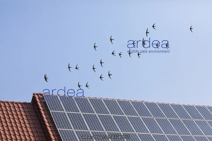 : Common Swift - flock flying over house roof with : Common Swift - flock flying over house roof with
