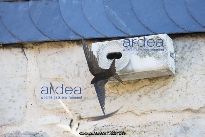 : Common Swift - flying in front of artificial nesting : Common Swift - flying in front of artificial nesting