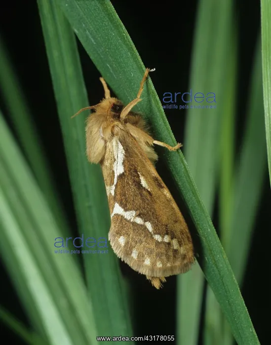 : Common swift moth : Common swift moth