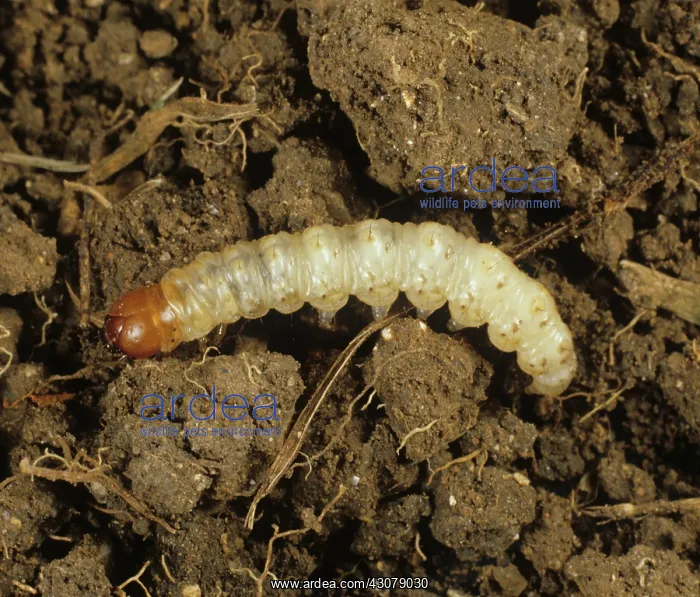 : Common swift moth caterpillar : Common swift moth caterpillar