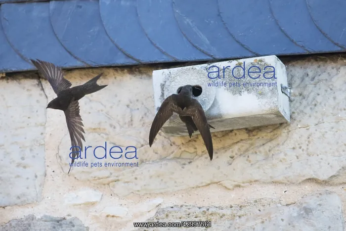 : Common Swift - pair in front of artificial nesting : Common Swift - pair in front of artificial nesting