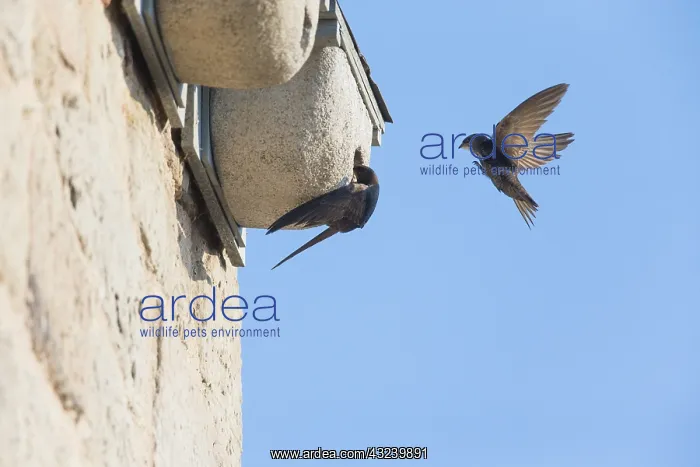 : Common Swift - pair in front of artificial nesting : Common Swift - pair in front of artificial nesting