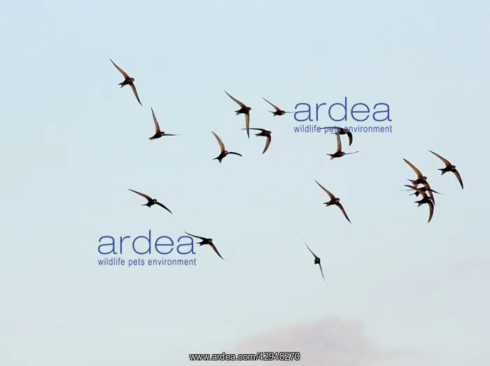 : Common Swift - screaming summer flocks : Common Swift - screaming summer flocks