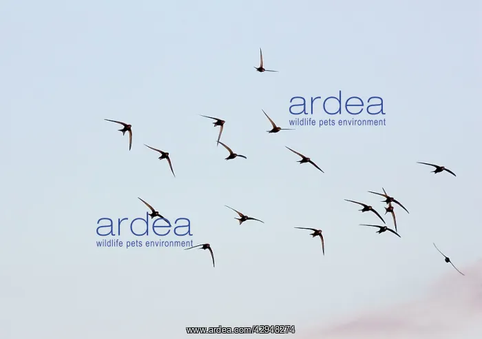: Common Swift - Screaming summer flocks : Common Swift - Screaming summer flocks