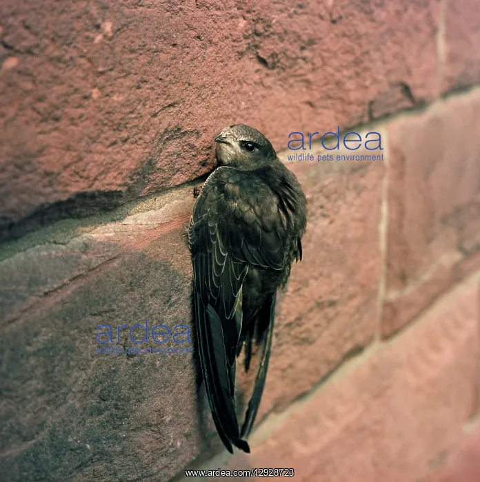 : Common SWIFT - on wall : Common SWIFT - on wall