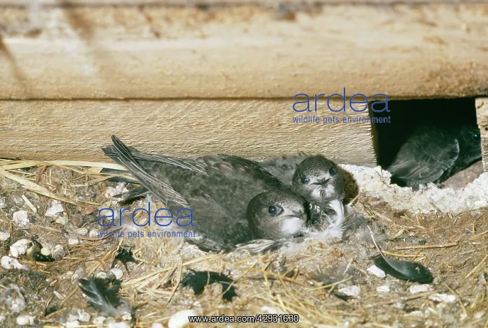 : Common SWIFT - two young at nest : Common SWIFT - two young at nest