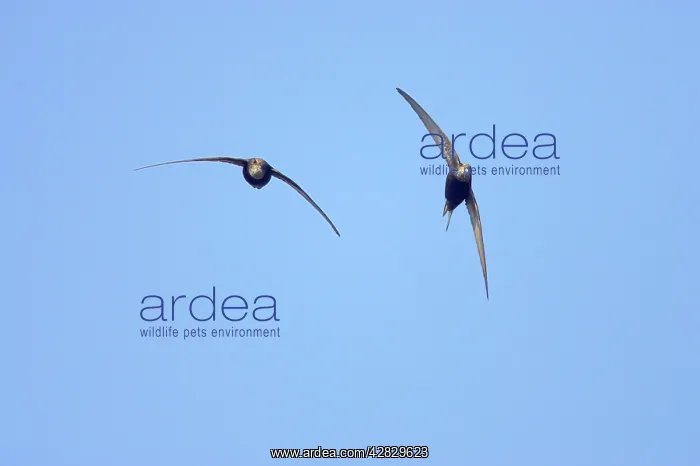 : Common Swifts - In flight : Common Swifts - In flight