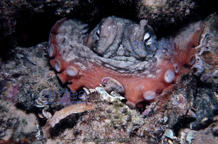 : Common Sydney OCTOPUS - close-up, endemic : Common Sydney OCTOPUS - close-up, endemic