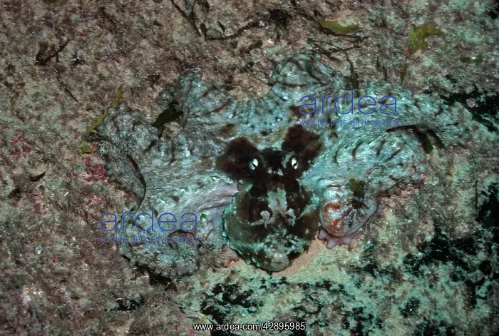 : Common Sydney OCTOPUS - endemic : Common Sydney OCTOPUS - endemic