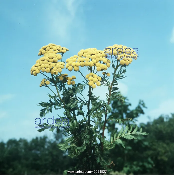 : COMMON TANSY : COMMON TANSY