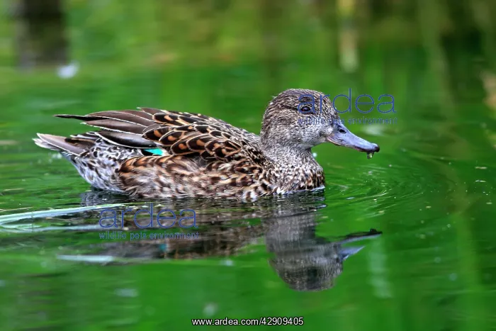 : Common Teal : Common Teal