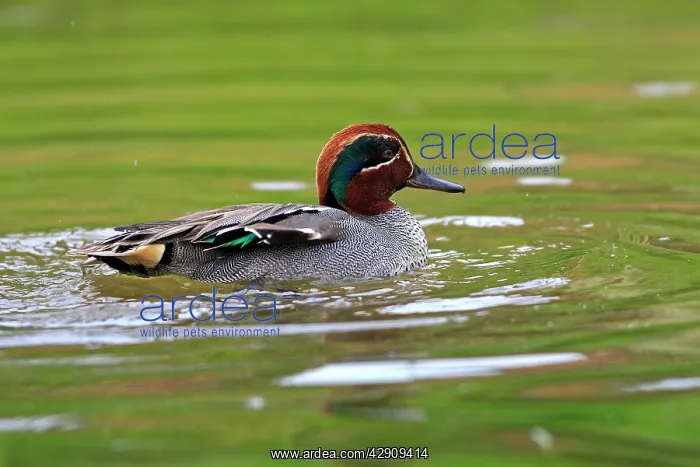: Common Teal : Common Teal
