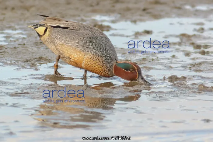 : Common Teal : Common Teal