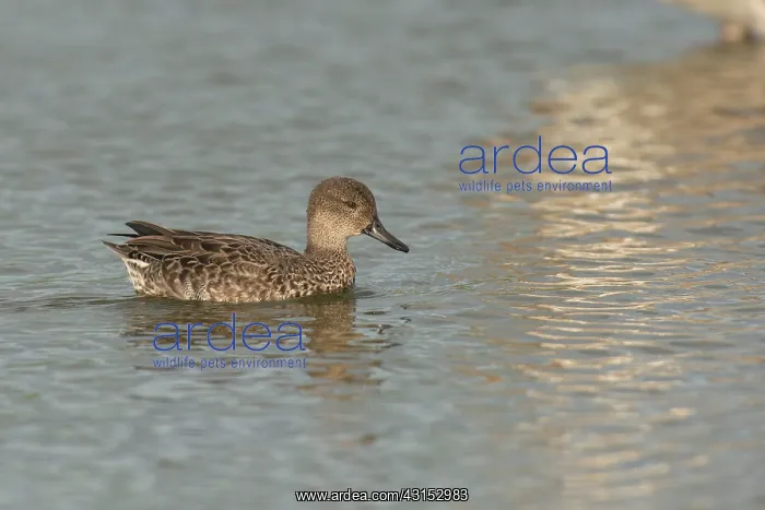  : Common Teal