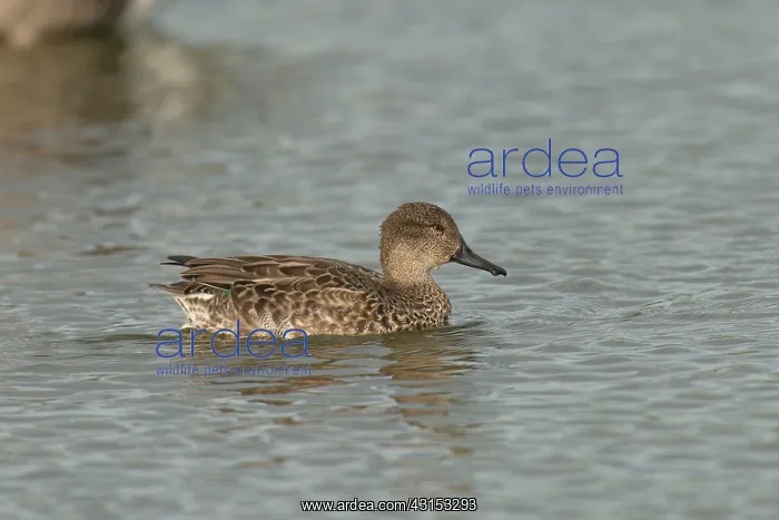 : Common Teal : Common Teal