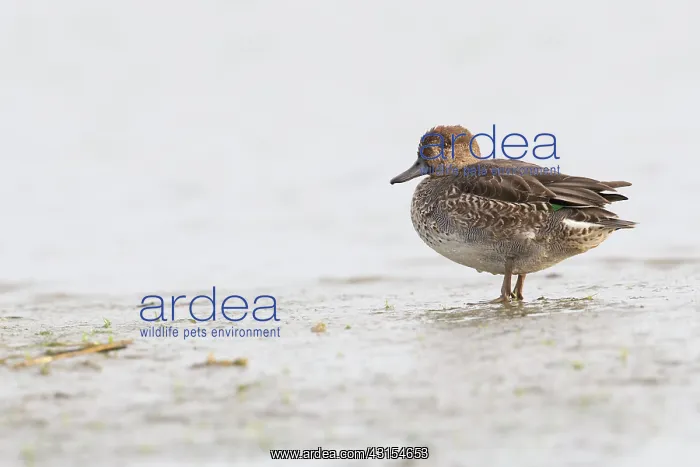 : Common Teal : Common Teal