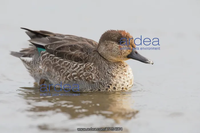 : Common Teal : Common Teal