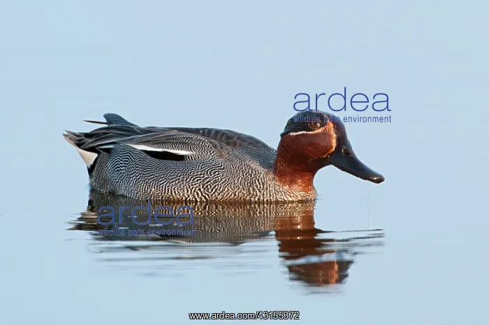 : Common Teal : Common Teal