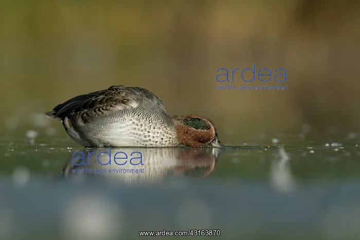 : Common Teal : Common Teal