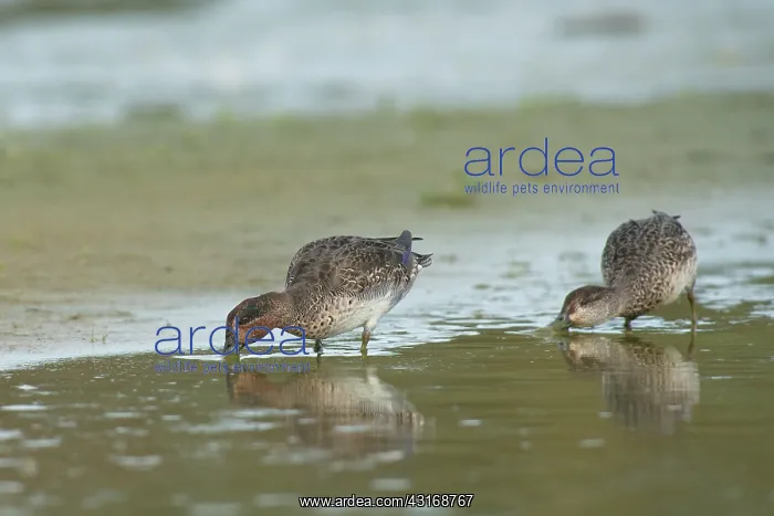 : Common Teal : Common Teal