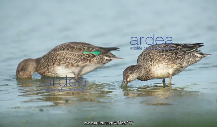 : Common Teal : Common Teal