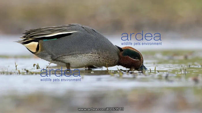 : Common Teal : Common Teal