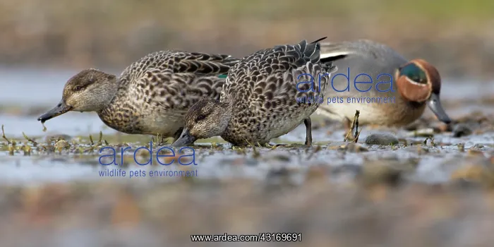 : Common Teal : Common Teal
